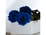 Royal Sapphire - 3 Stems In Bouquet